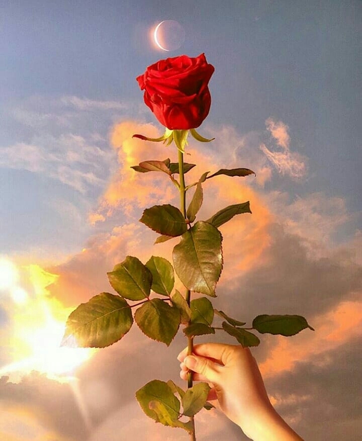 rose