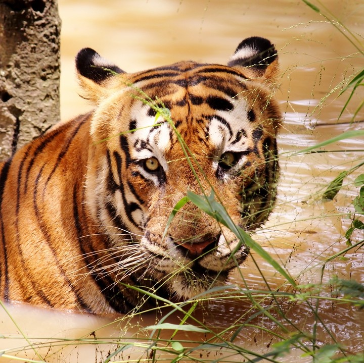 Eye of a Tiger