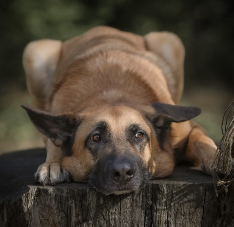 Dog