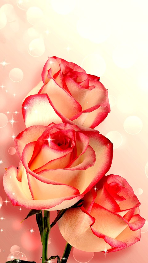 petal, red वॉलपेपर