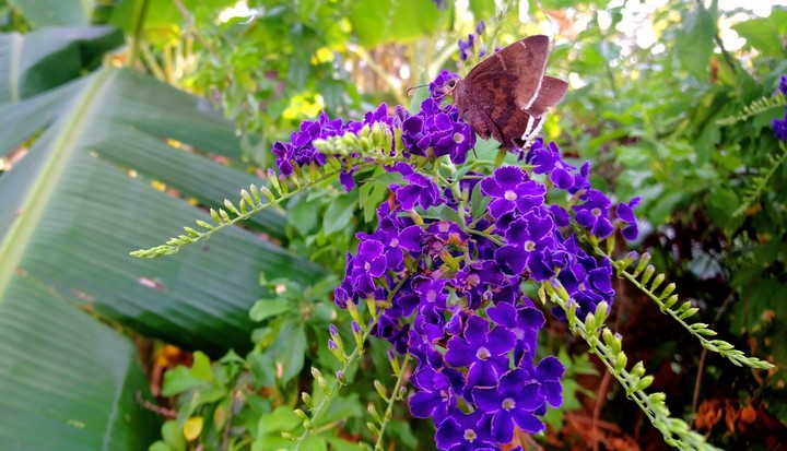 MARIPOSA Y ROSAS MORADAS, SAN LORENZO, GRO.