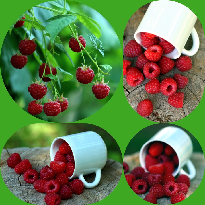 Raspberries