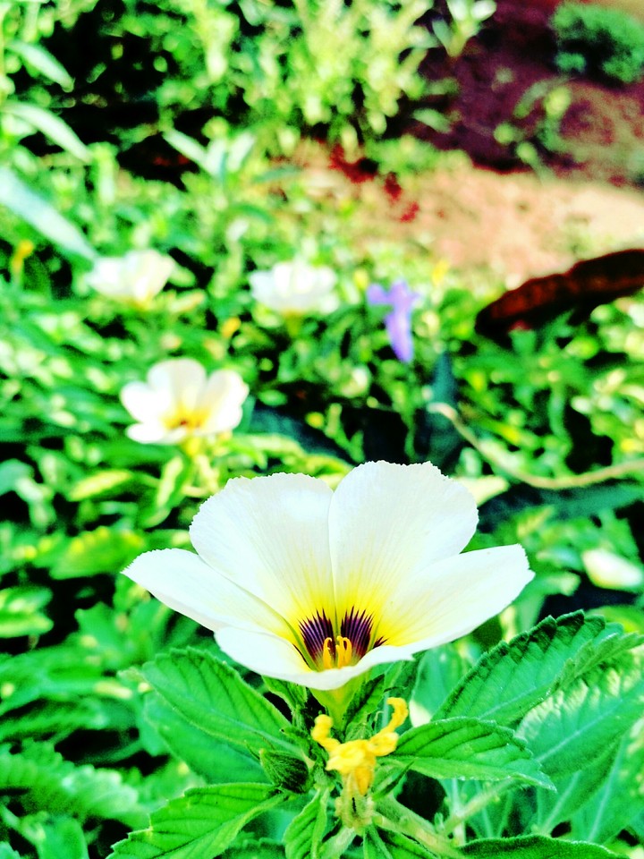 Beauty in flower
