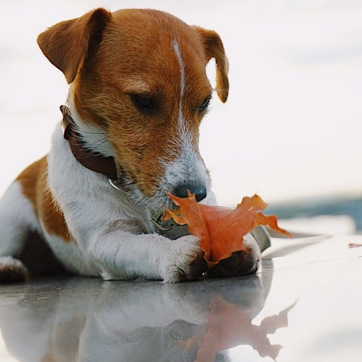 Dog