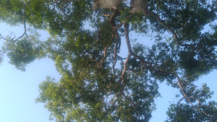 tree