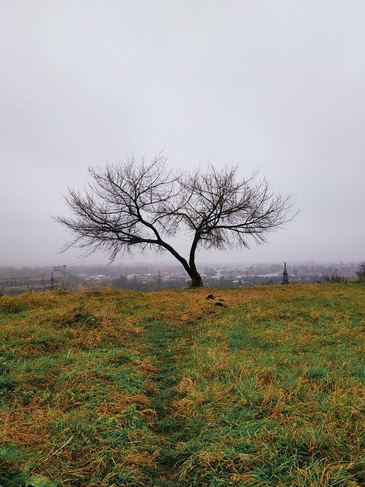 tree