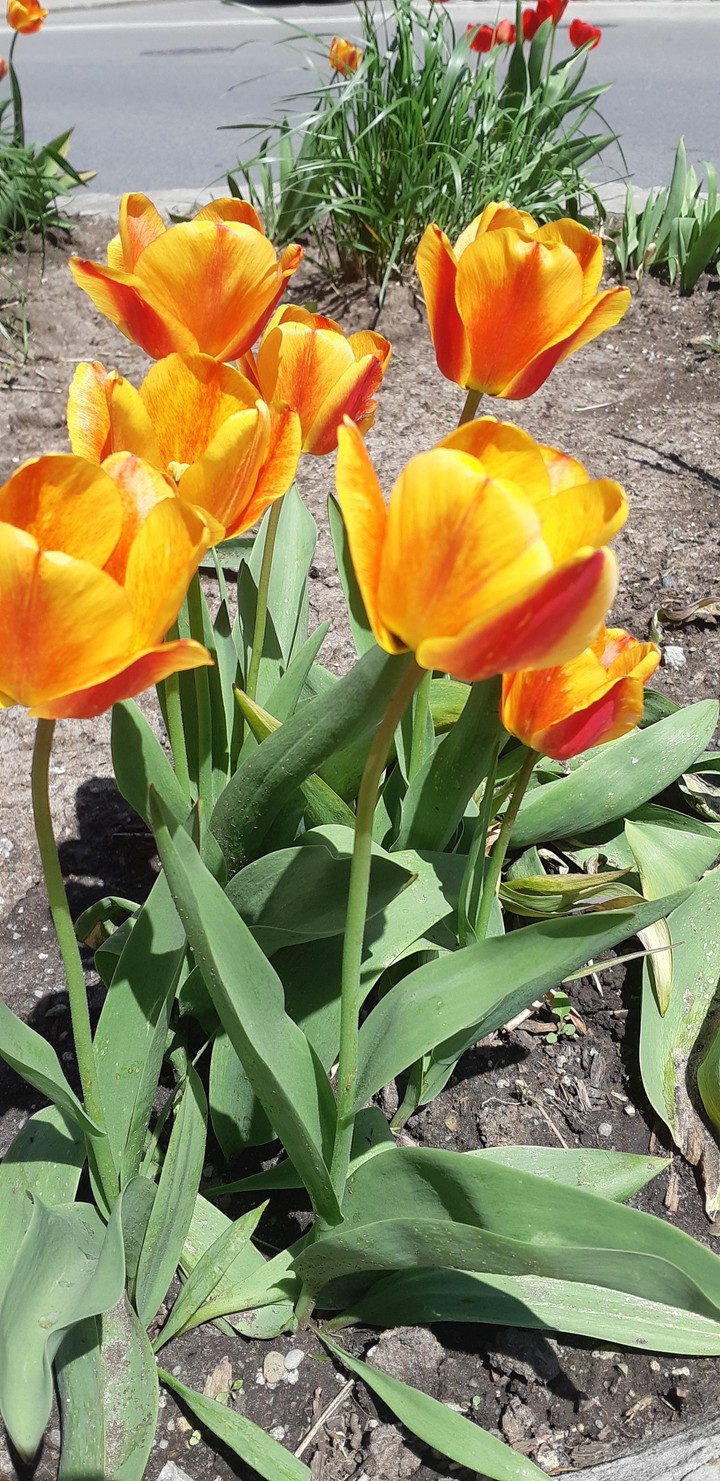 Tulip