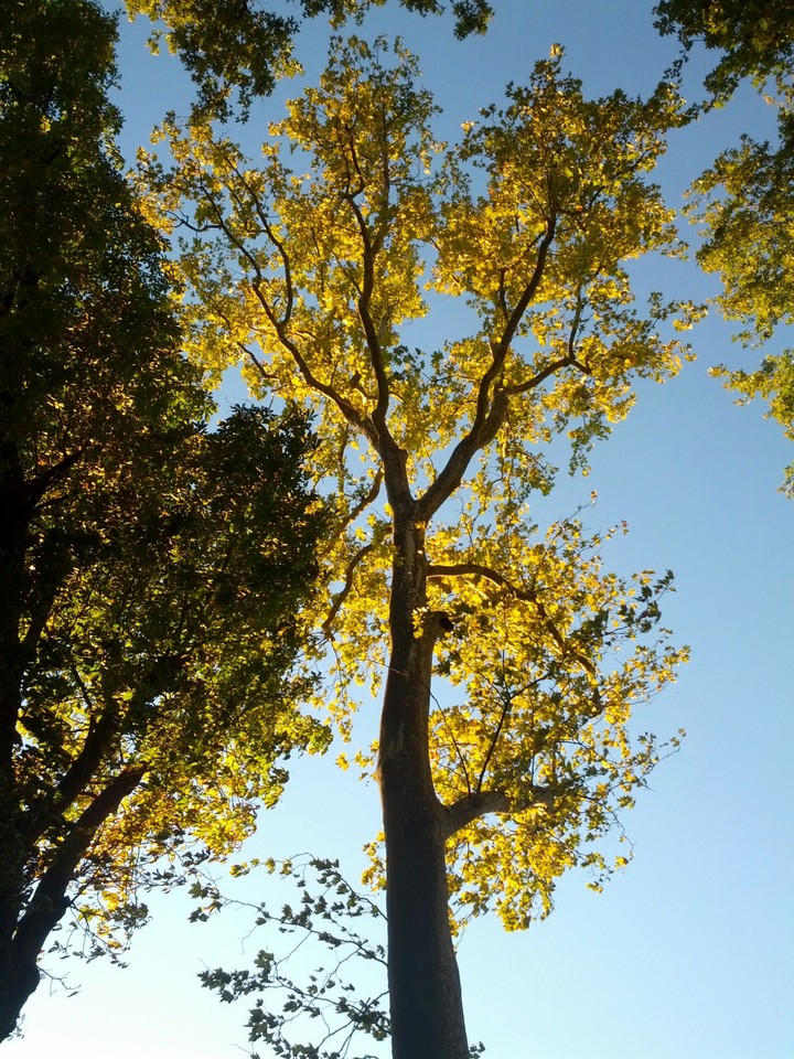 just. a. tall. tree.