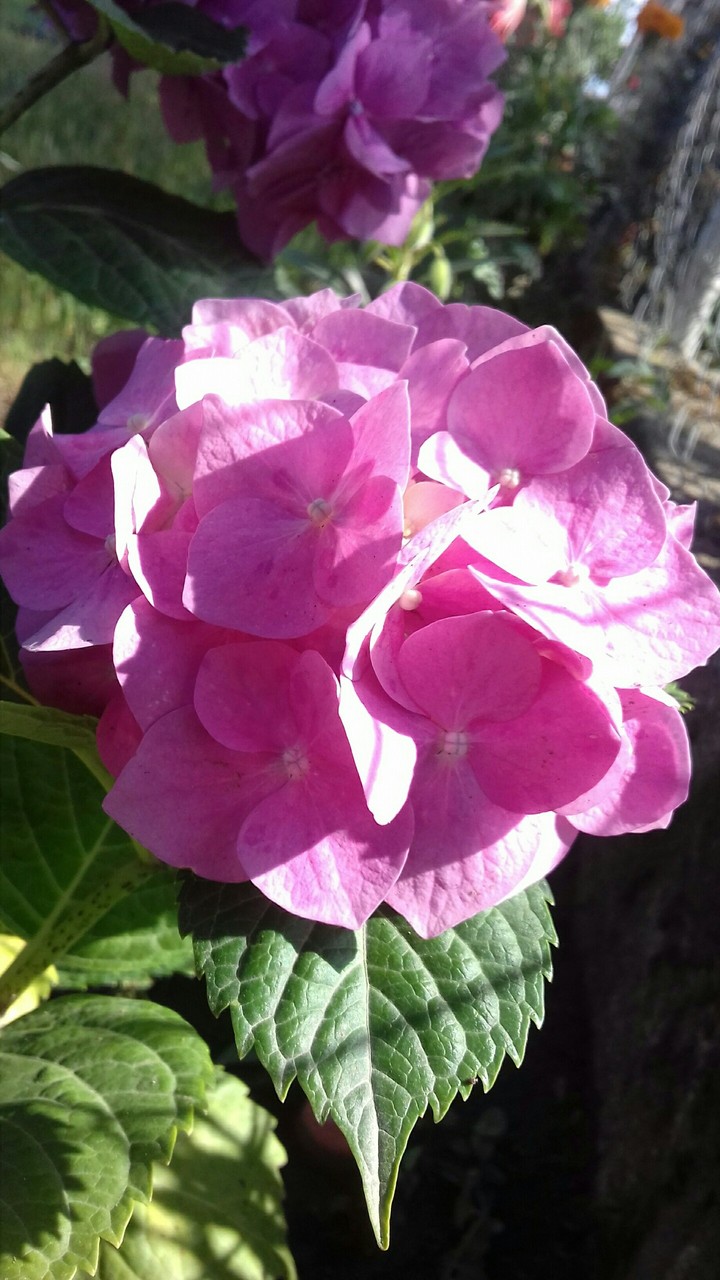 my flower