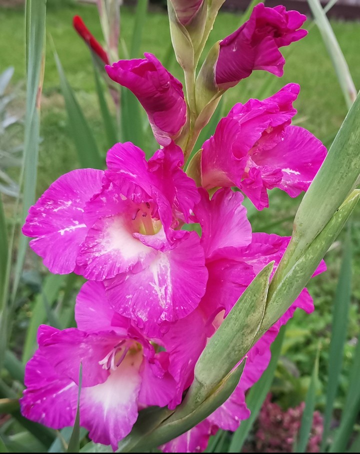 my gladiola