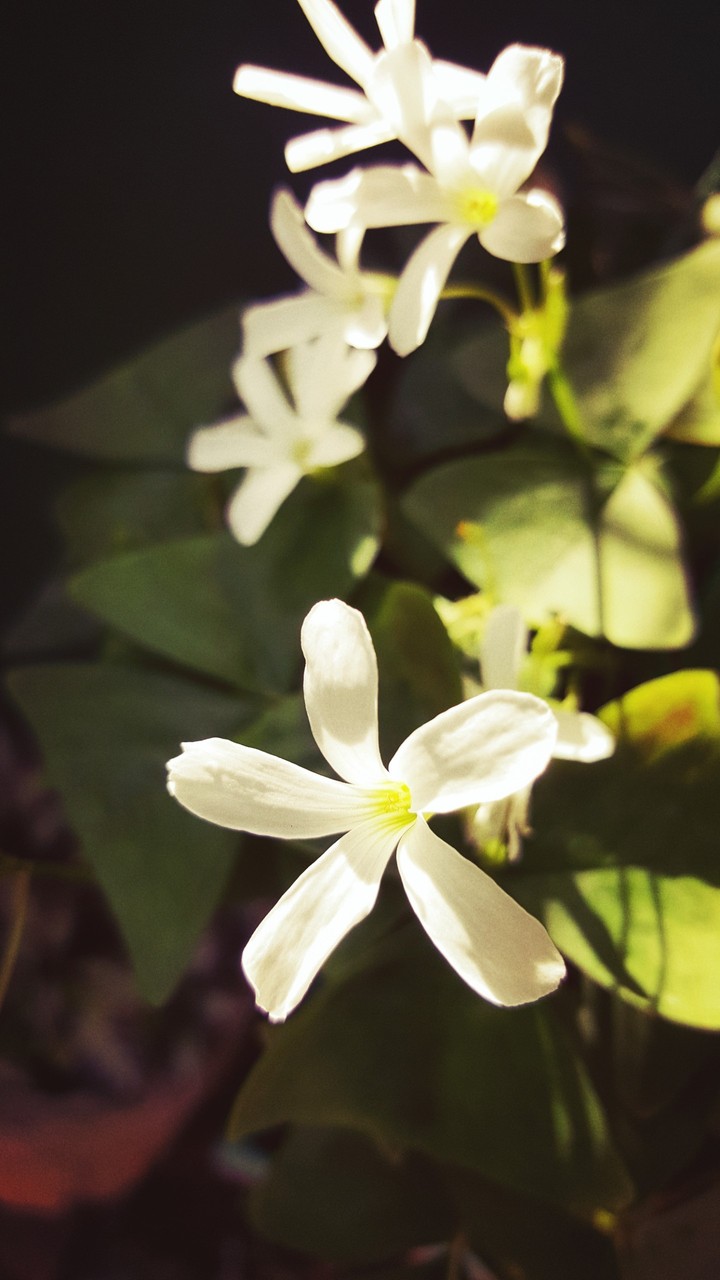 flowers