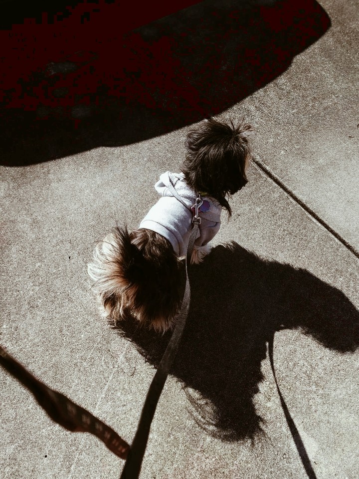 adorable gizzy