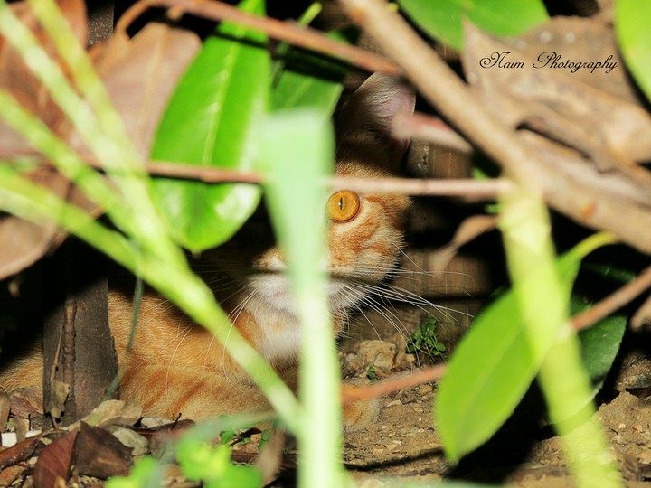 cat