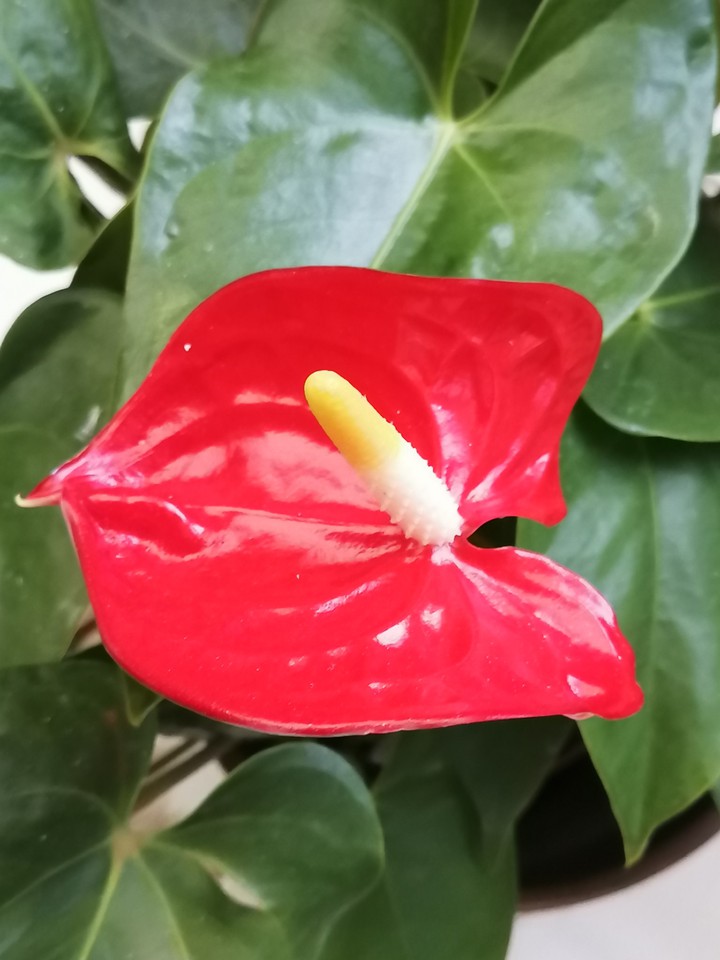 Blume