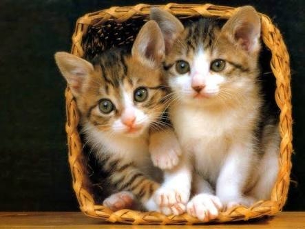 cute cat
