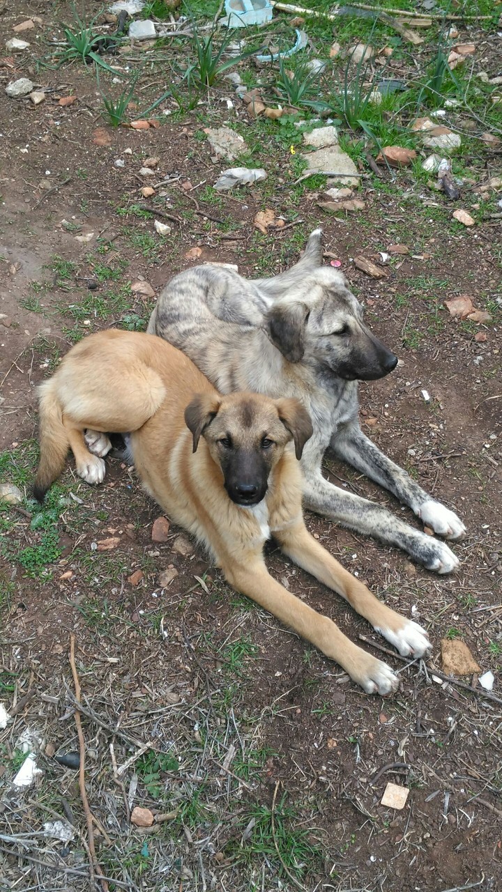 Brother Dogs