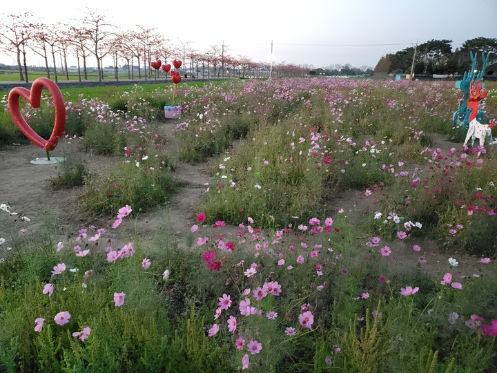 Cosmos Flower field