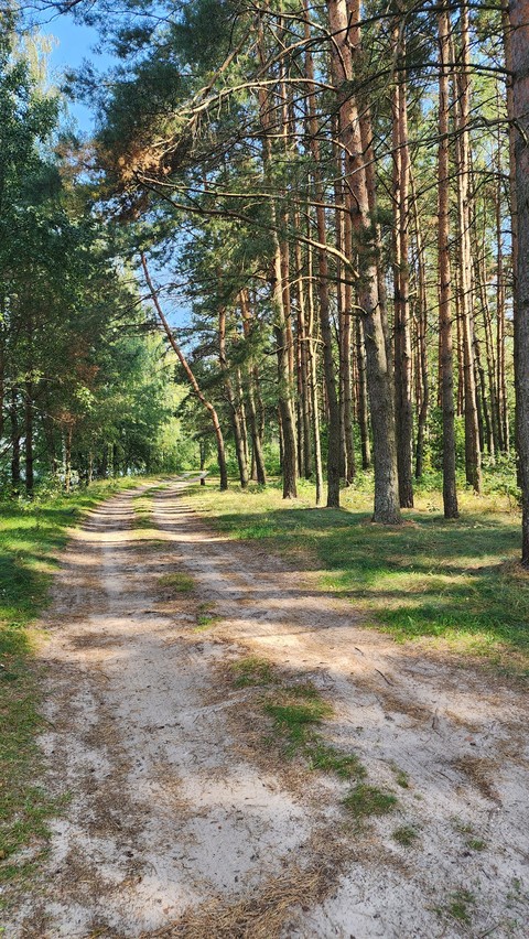 papéis de parede wood, plant
