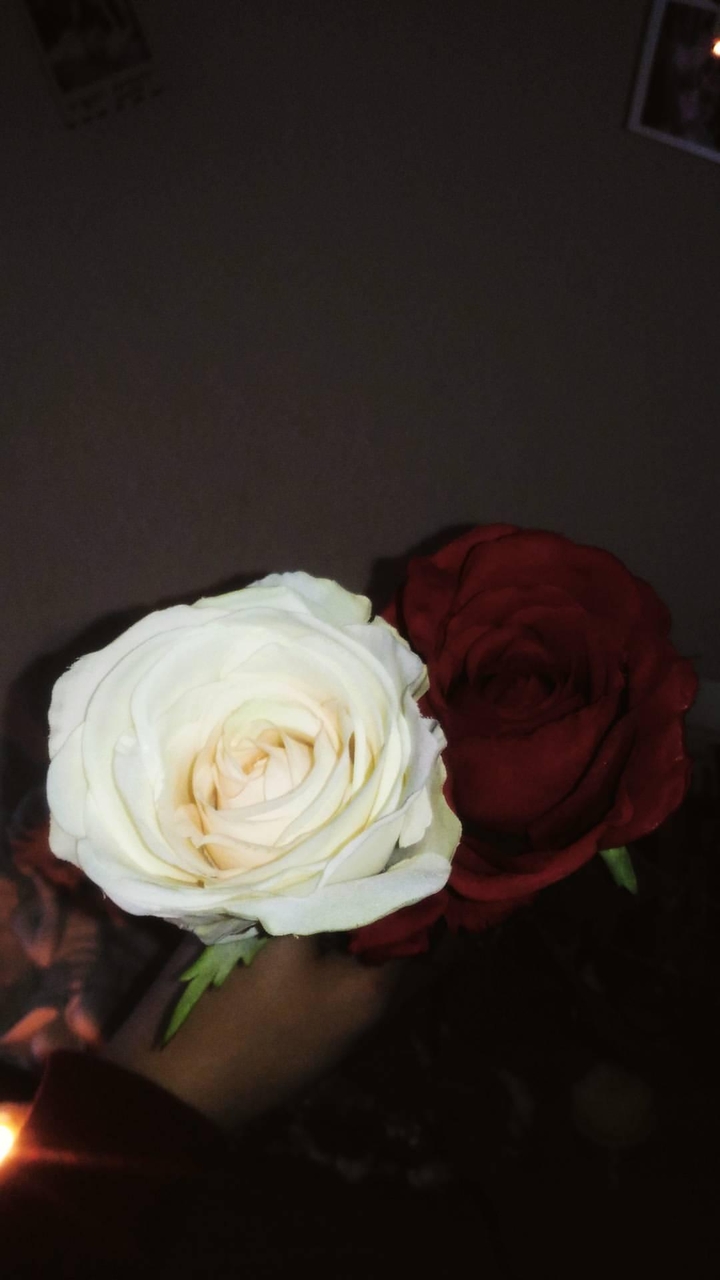rose