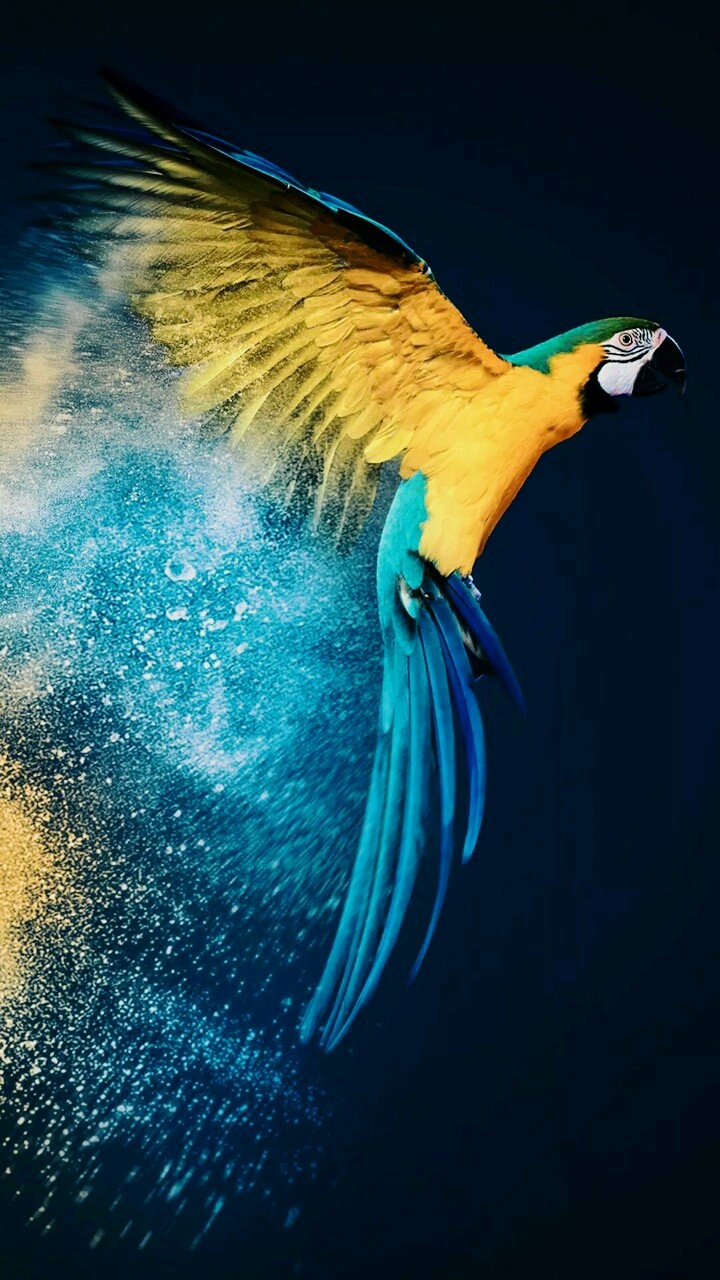 Macaw parrot