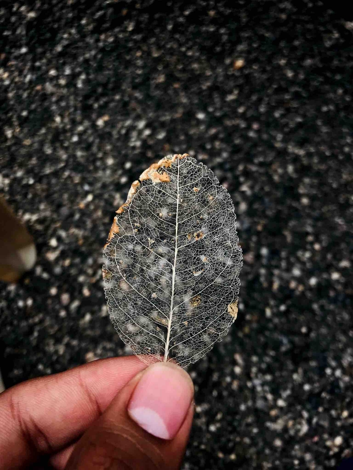 Autumn autumn everywhere ?