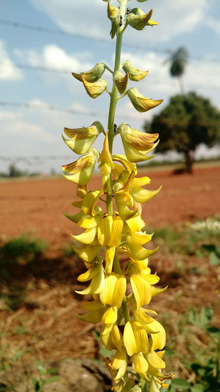 macro