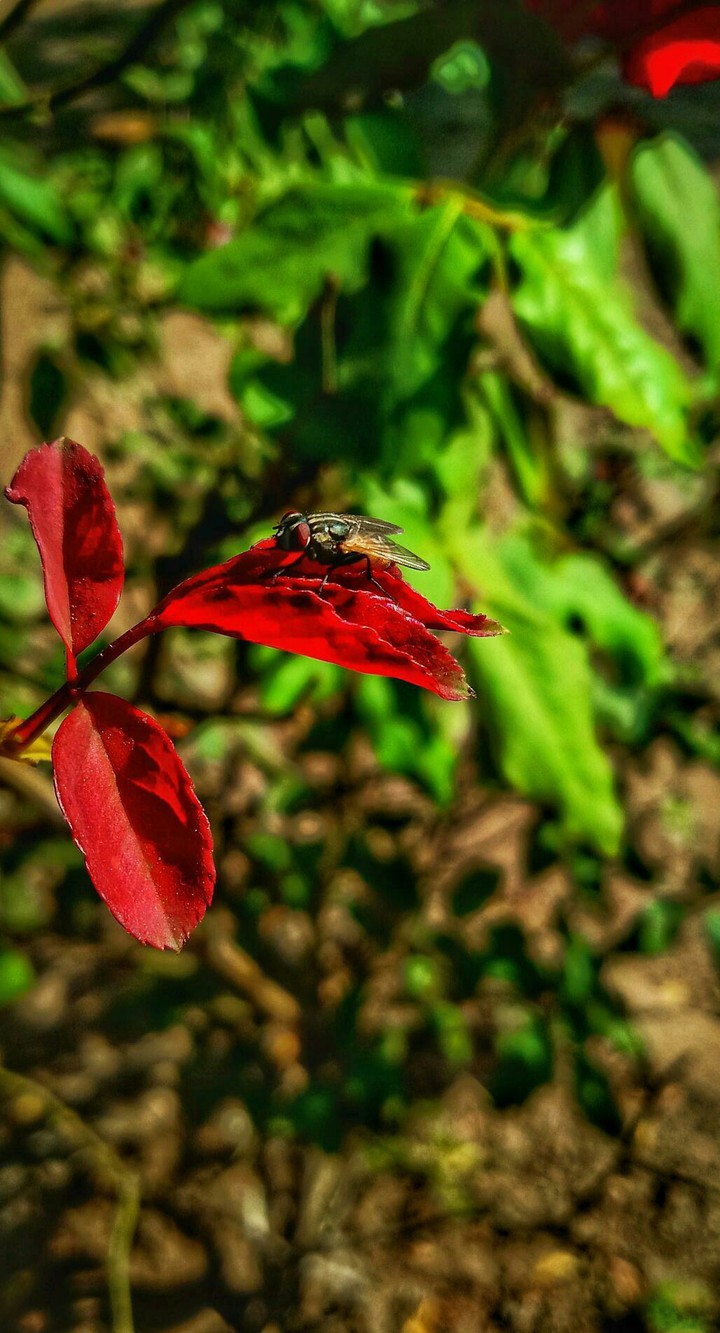 makkhi 2013