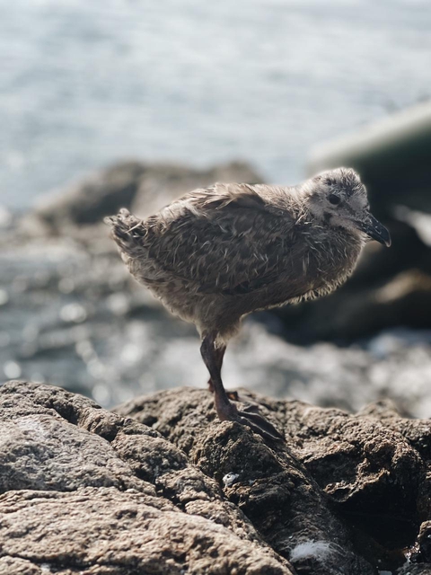 seagull