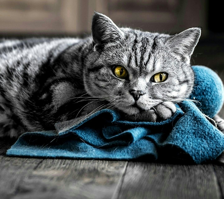 Animal-Cat