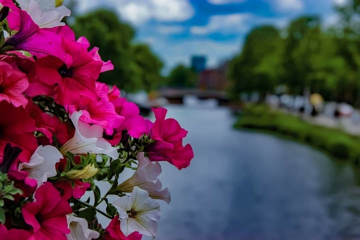 colorful flora