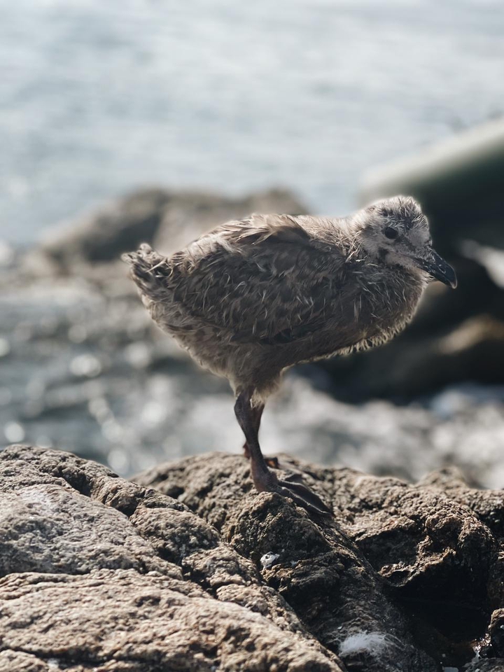 seagull