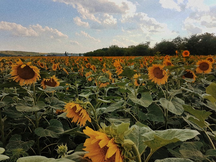 Sun