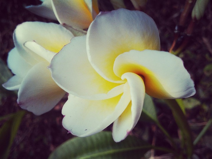 flower