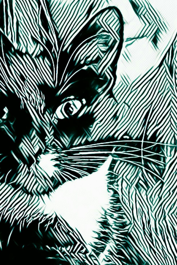 #cat