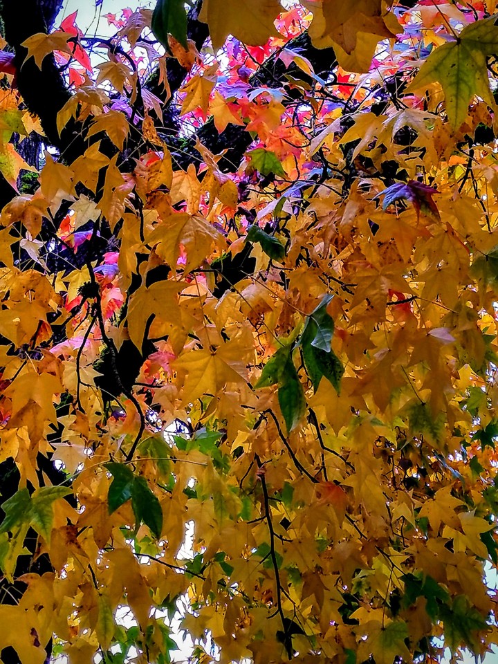 I like fall!