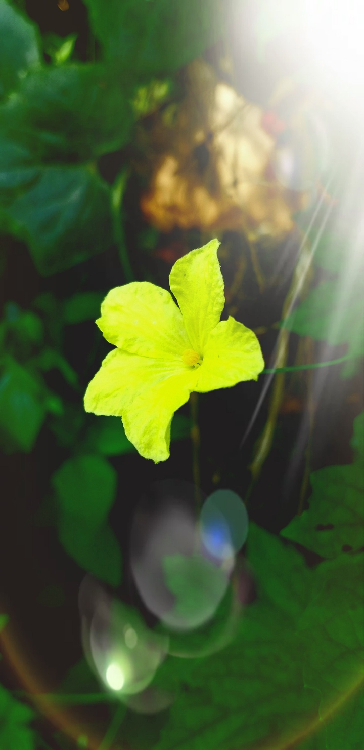 #Bitter melon flower @Samsung Galaxy A8 Star