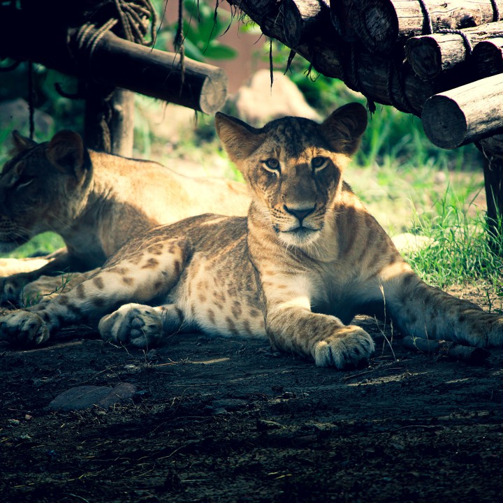 cub