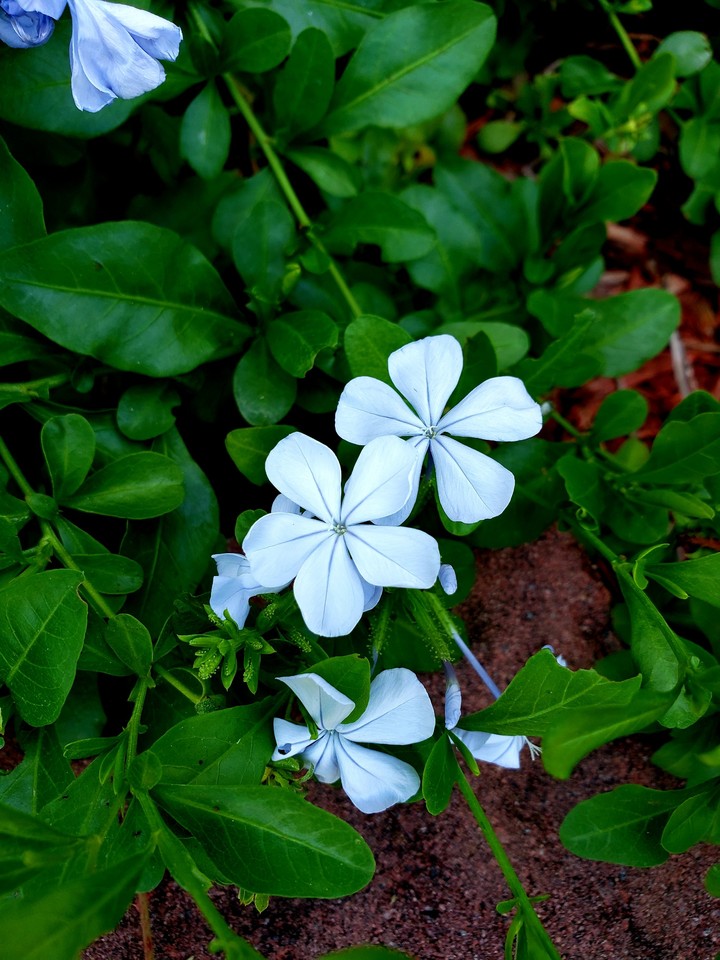 pretty flower