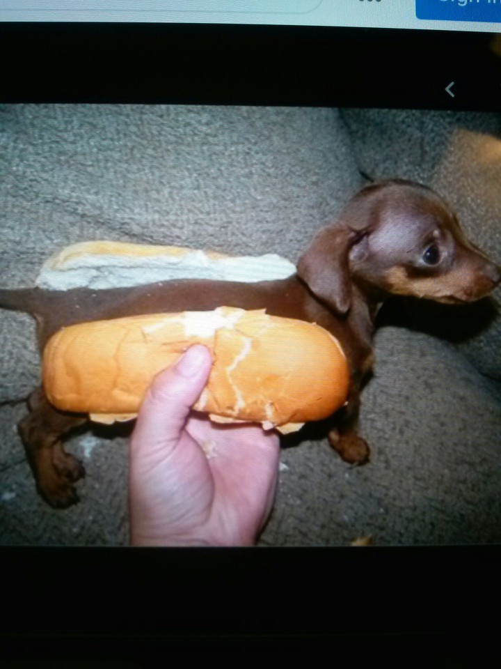 dogd
