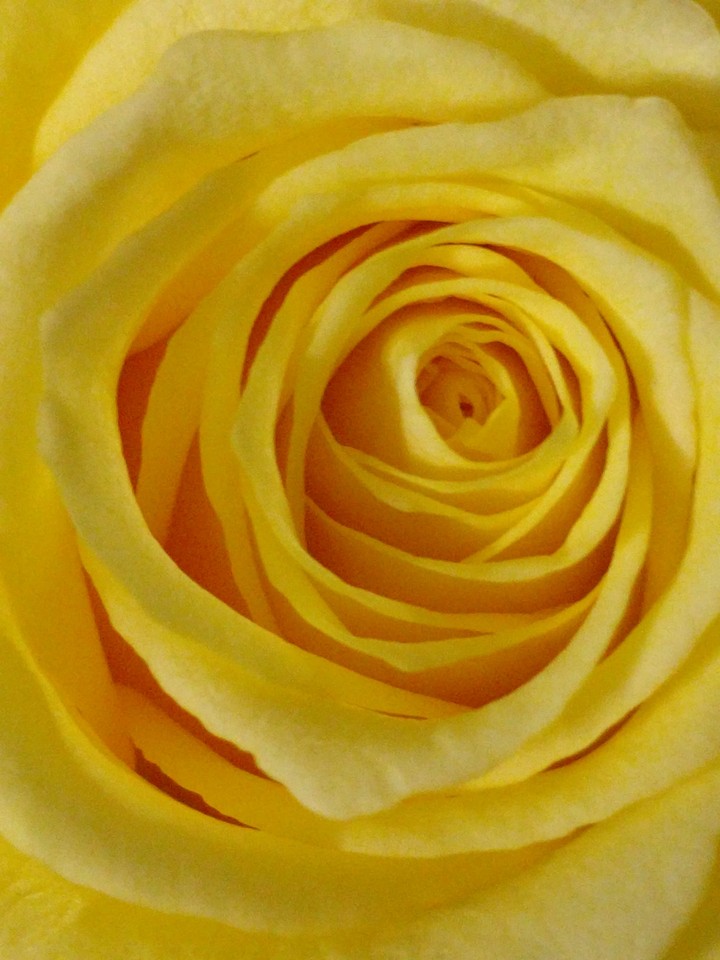 Rose flower