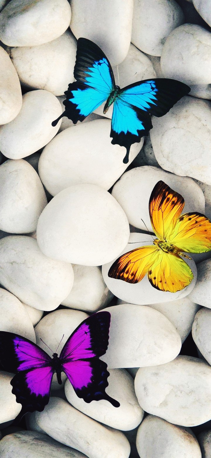 stone and butterfly