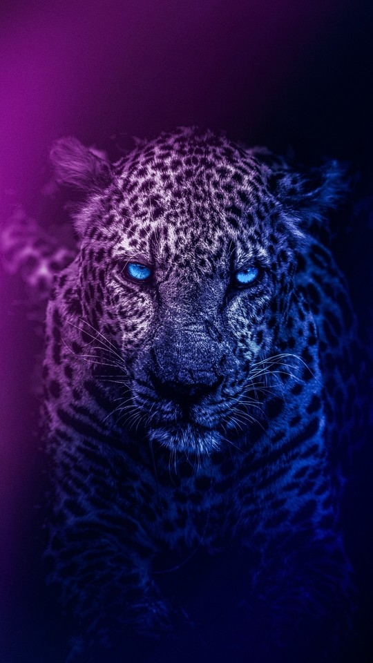 Galaxy Leopard