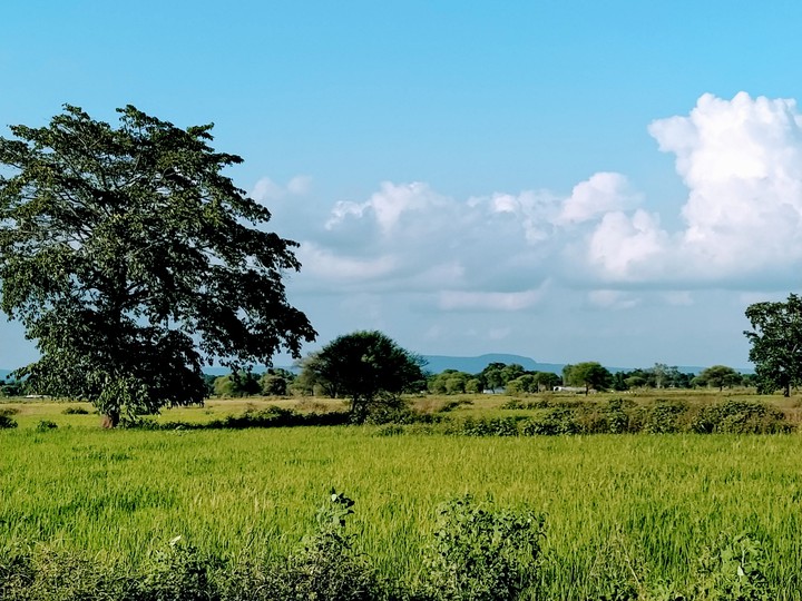 natural tree