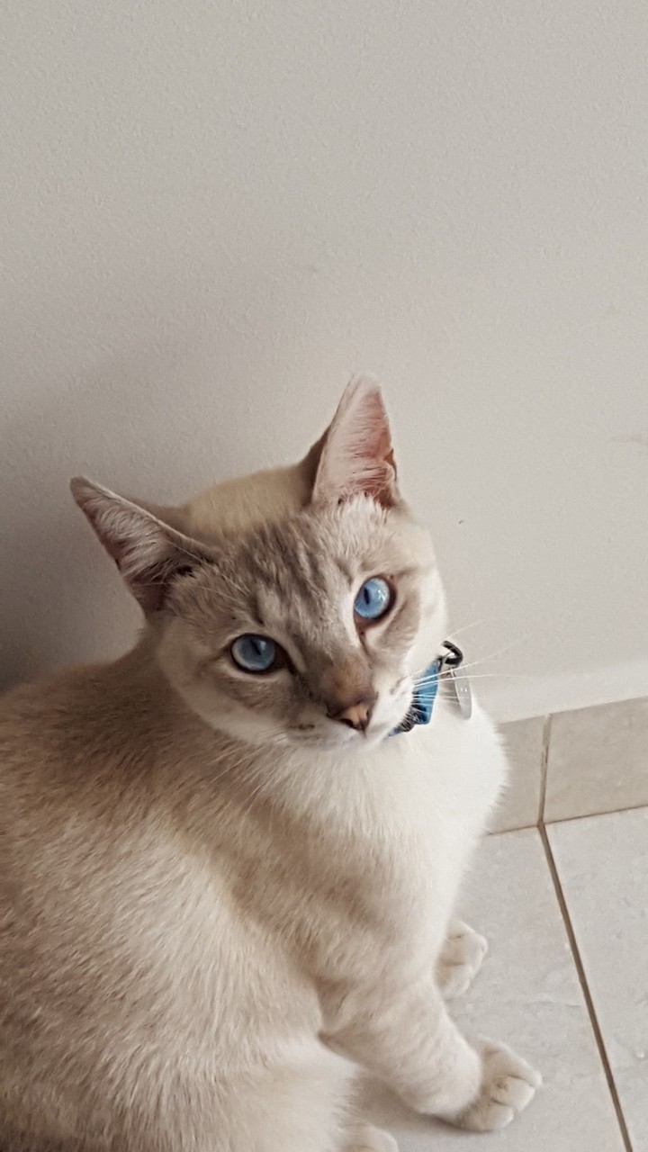 Tom Gato