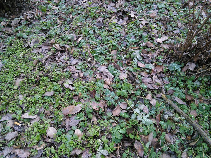 nature