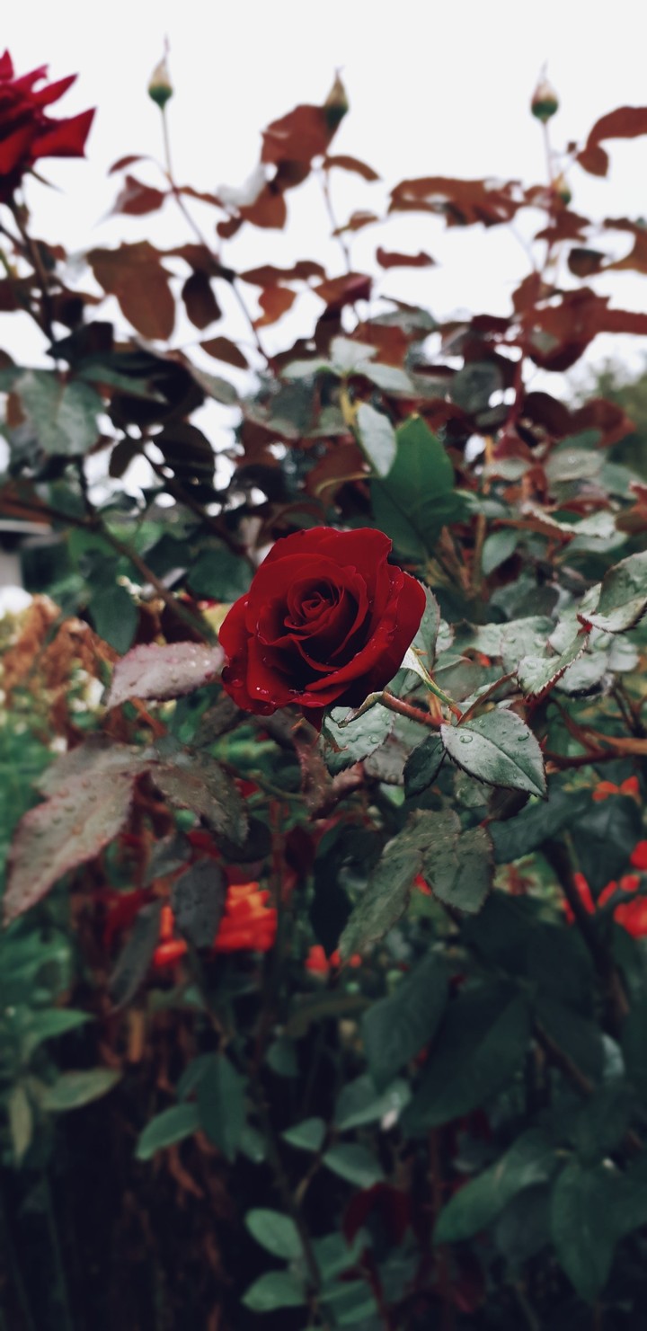 red rose, rose, 