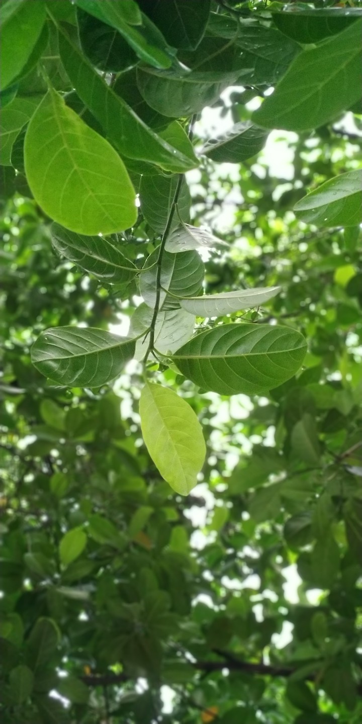 Jack fruit Tree