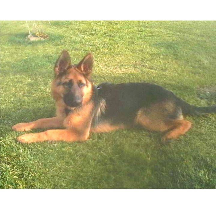 My dog