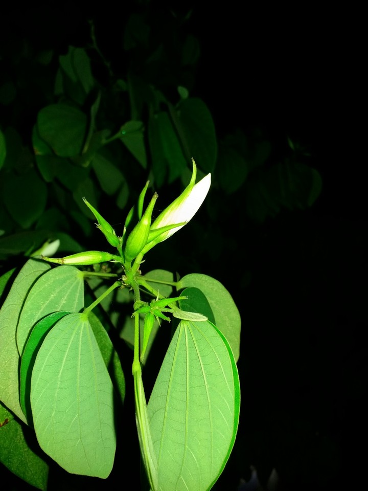 It's about to bloom