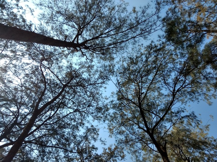 Trees